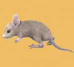 scabbers - Rata gris Macho (1 mes)
