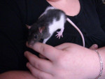 Krusty - Rata gris Macho (3 meses)
