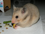 Gary - Hamster dorado (11 meses)