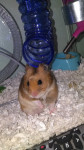 Max - Hamster dorado Macho (6 meses)