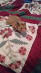 max - Hamster dorado Macho (11 meses)