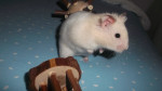 Yukio - Hamster dorado Macho (6 meses)